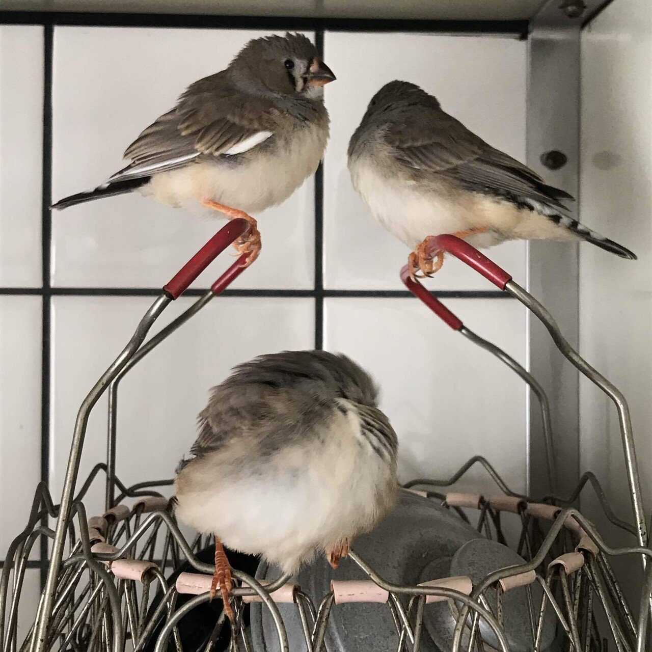 ウグイス、ホホジロ和鳥かご