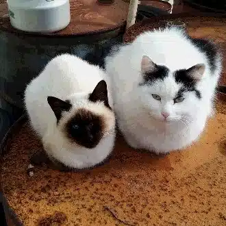 由佳