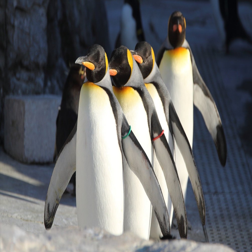 0274 葛西臨海水族園｜オウサマペンギン