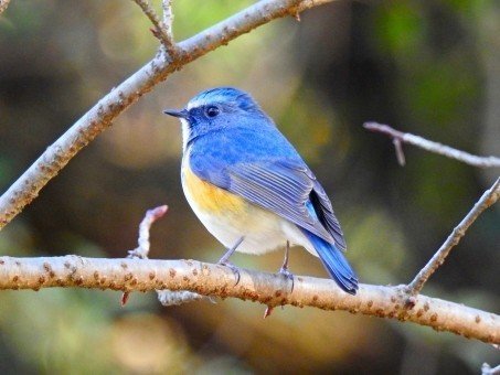 木の枝にとまる鳥は 決して枝が折れることをおそれたりしない 枝を信頼しているからではなく 自分の翼を信頼しているからだ アラン ピース Amp バーバラ ピース著書より ねえ 自分が持つ力 秘め ゆき坊 Yyy ﾄﾘﾌﾟﾙﾜｲ Note