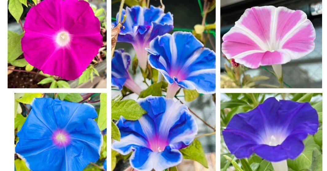 朝顔の観察 2024｜ミント