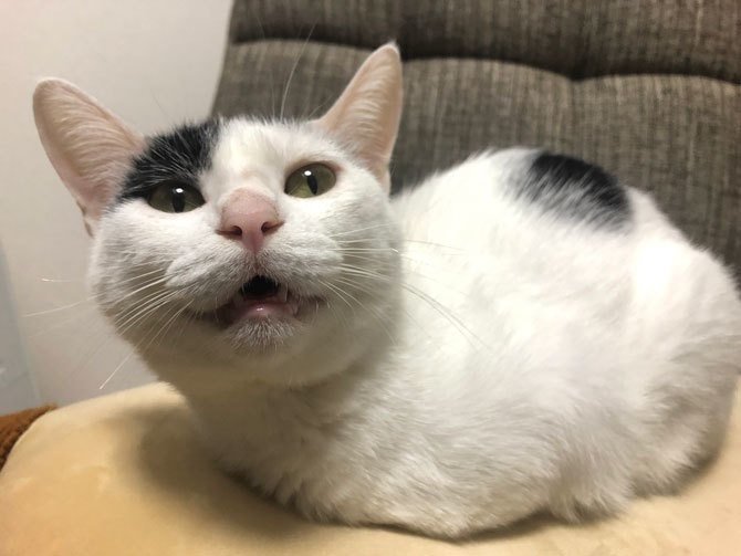 ねこに噛まれただけ と侮ってはいけない話 みきちむ Note