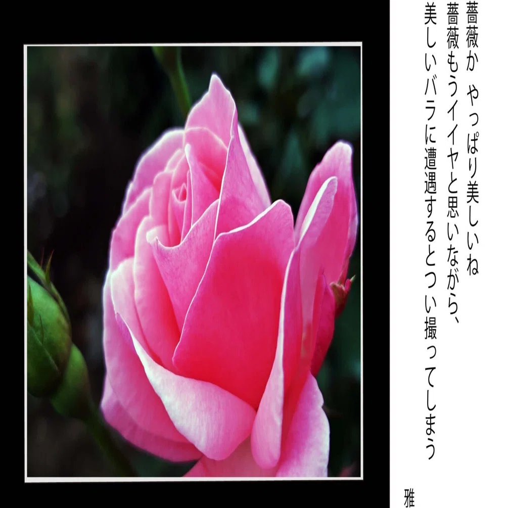 スマホカメラを愉しむ 薔薇かやっぱり美しい 薔薇 もういいやと思い