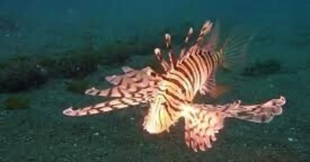 ミノカサゴってどんな魚?|青木伸也