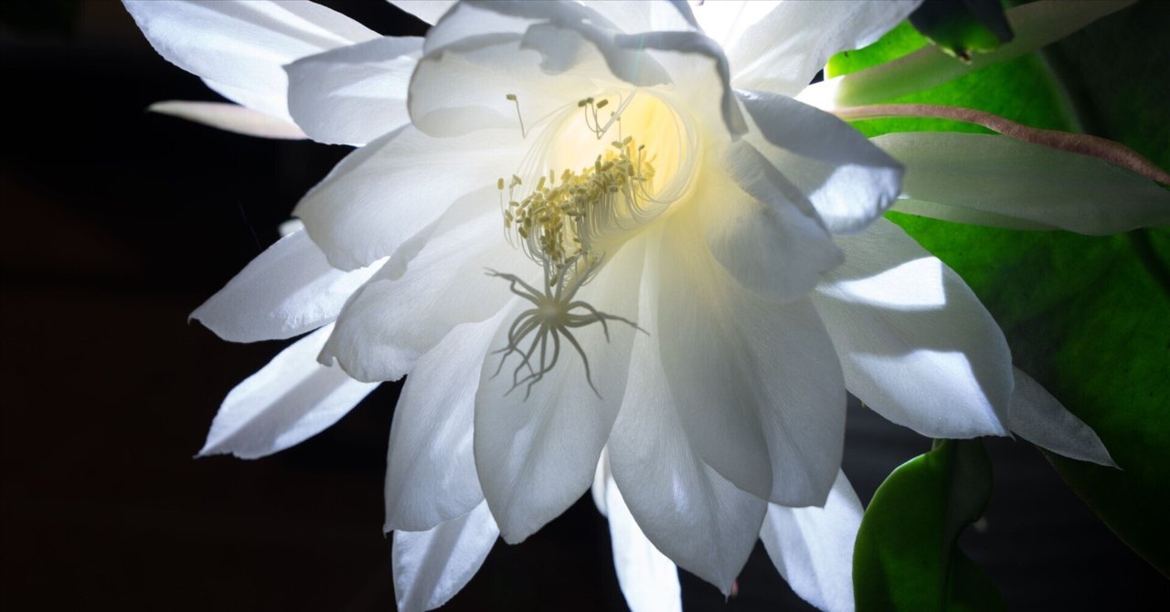 月が注ぐ花 サツキ(松鏡) 花ごとに違う色になる咲き分け皐月 花芽があがる度