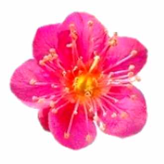 風が吹くとき は老夫婦の死後も救いは無い ヒマラヤの鶴