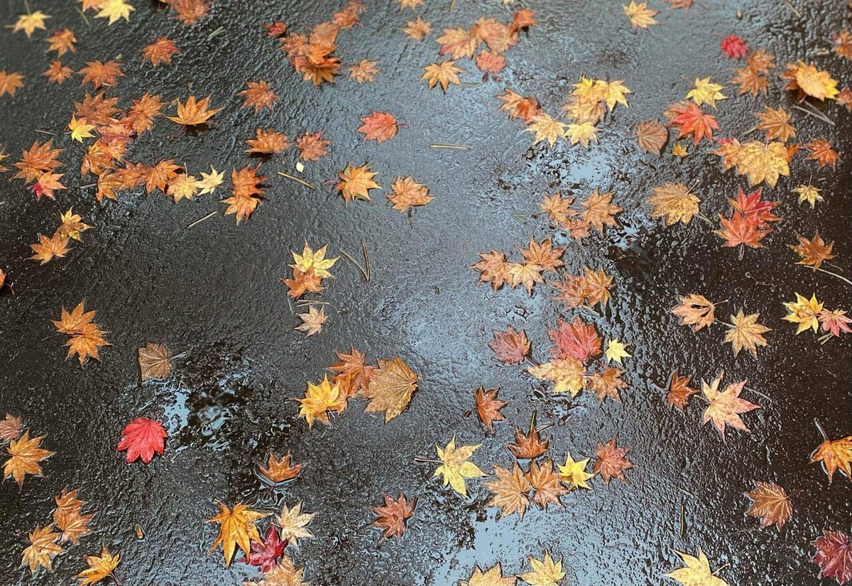 コンクリートに雨ともみじの葉の写真