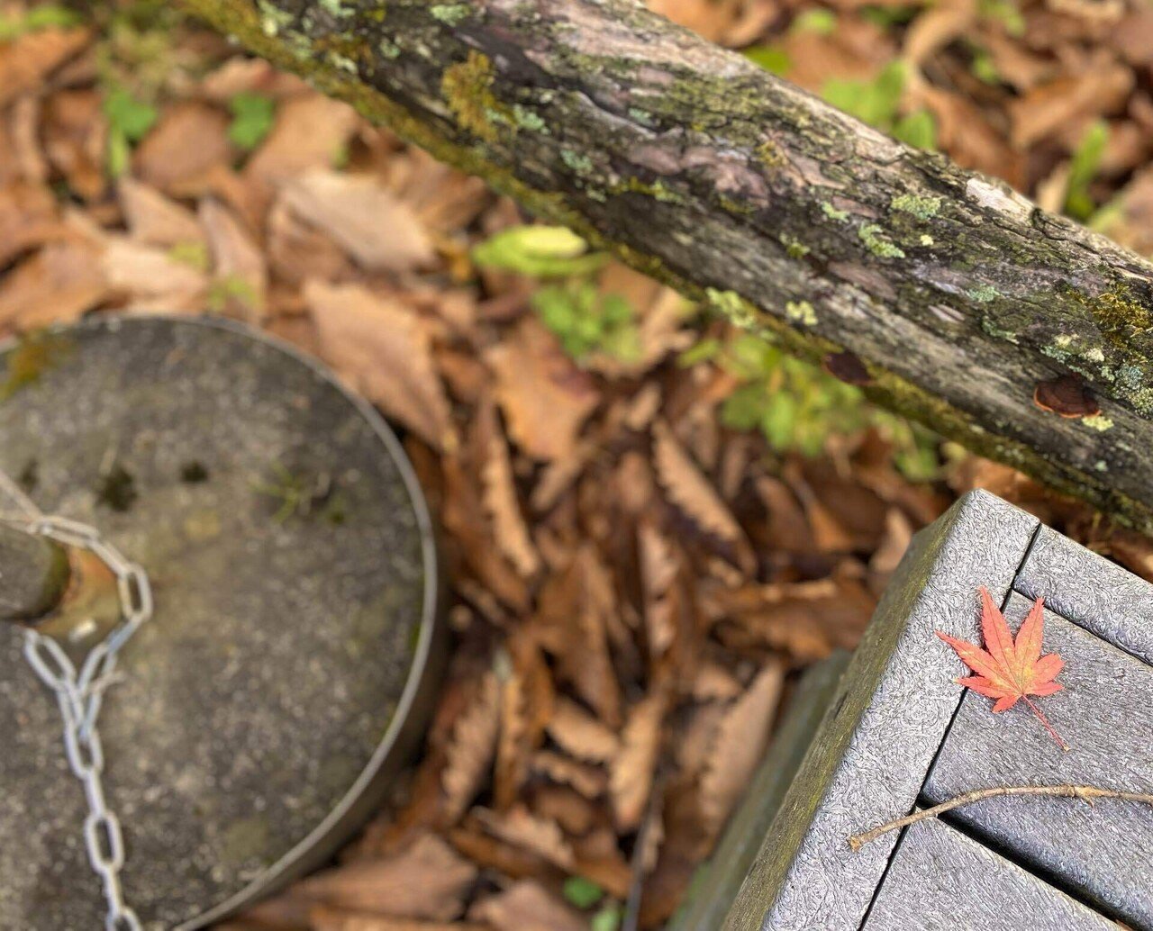 🌲🎀寒冷地に棲む。10月 落ち葉の写真｜ミドリカワアスカ