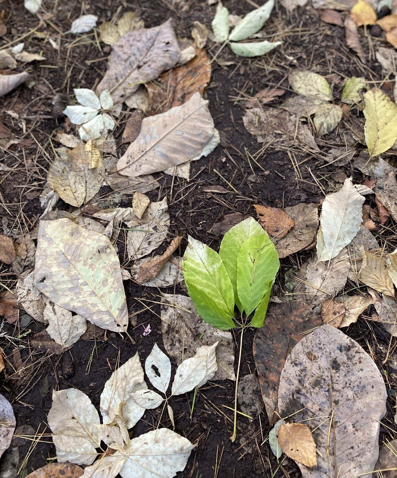 近所に生えてた葉っぱです 🌲🎀寒冷地に棲む。10月 落ち葉の写真｜ミドリカワアスカ