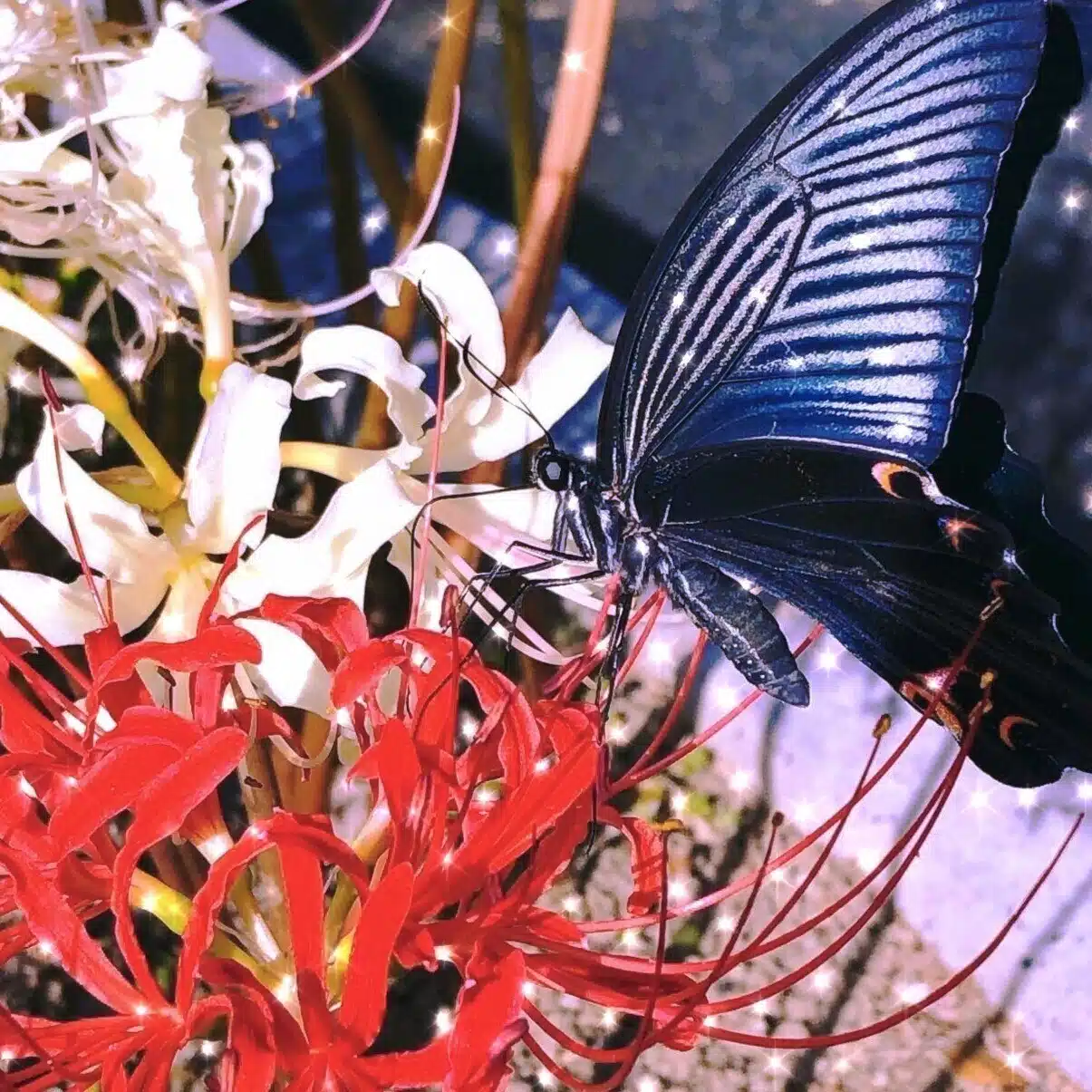 mayumi