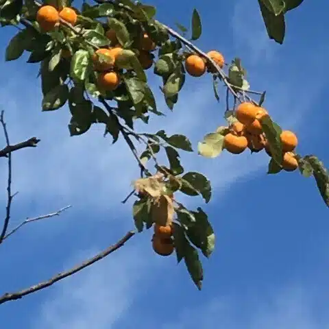 つまみ食い上等 その21 弥勒 稲垣足穂｜onka