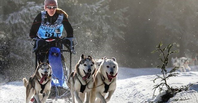 犬自転車で走れ！ 時短散歩の決め手｜中山道雄