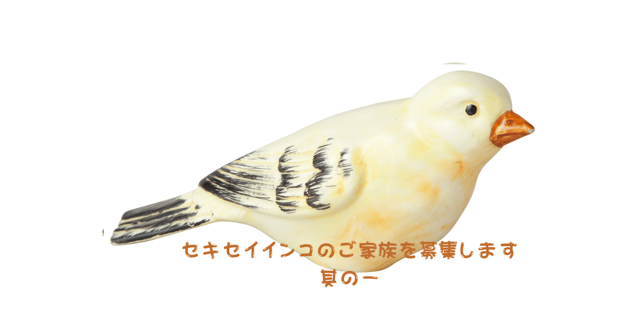 セキセイインコの譲渡開始前に｜Iori