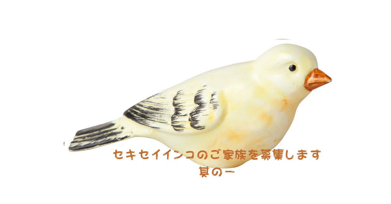 セキセイインコの譲渡開始前に｜Iori