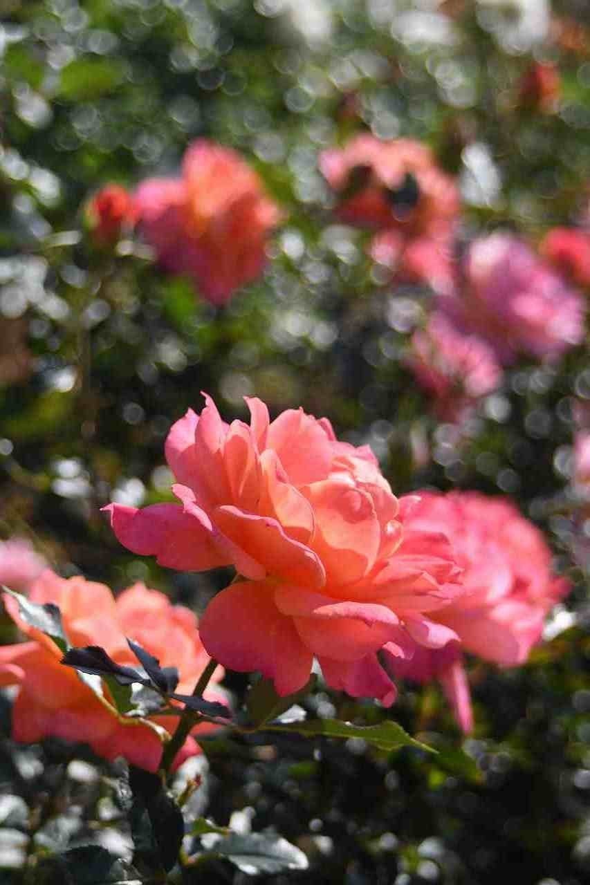 秋の響灘緑地グリーンパークも花とカンガルーざんまい Kyoko Azuma Note 秋の響灘緑地グリーンパークも花とカンガルーざんまい Kyoko Azuma Note