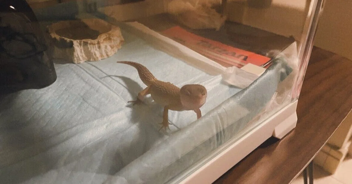 Welcoming a Leopard Gecko🦎💓｜fuu.