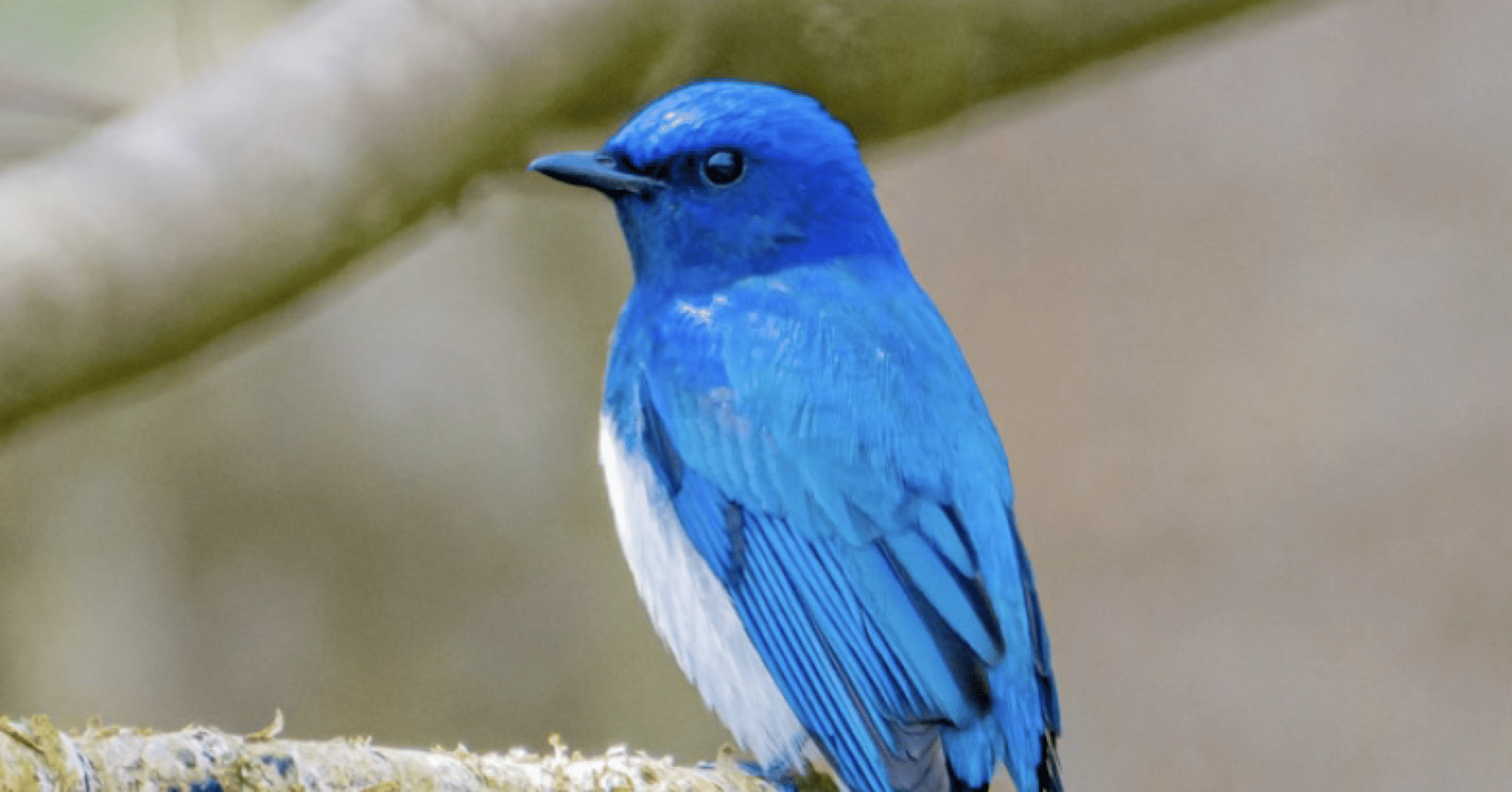 僕は青い鳥｜夜の日記