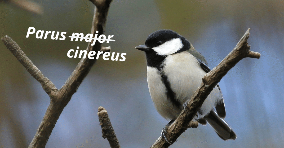 シジュウカラはなぜParus cinereusになったのか｜natsume