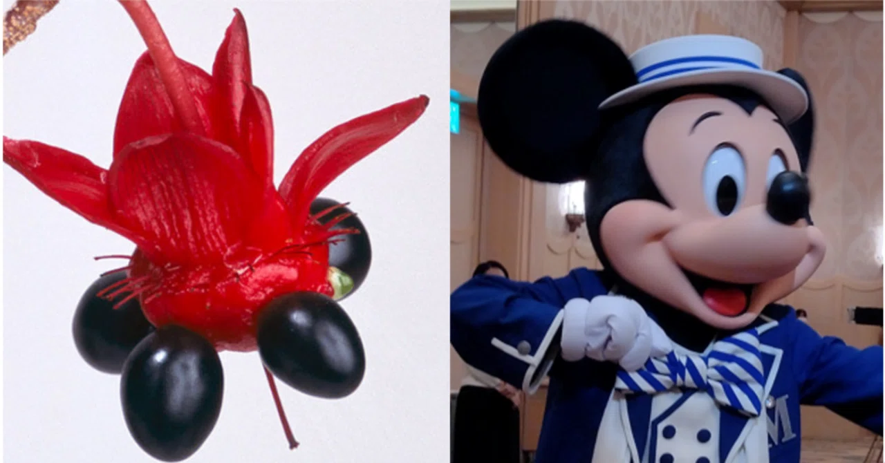 The Mickey Mouse Plant Looks Like Mickey Mouse's Face!｜花丸アイル@いやしのガーデナー