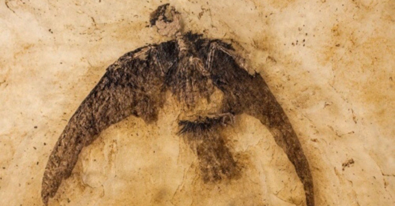 第643回 青く光る野鳥の化石 翆野 大地 Note 第643回 青く光る野鳥の化石 翆野 大地 Note