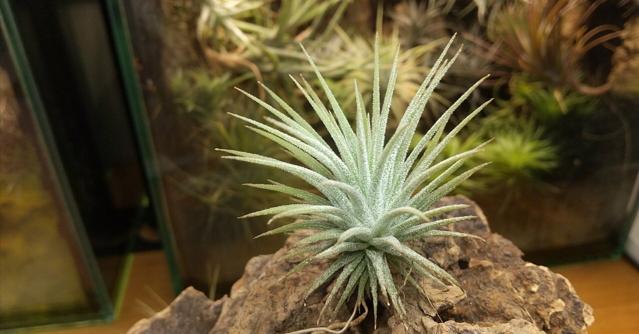 Tillandsia albertiana x erici ティランジア チランジア エリシー