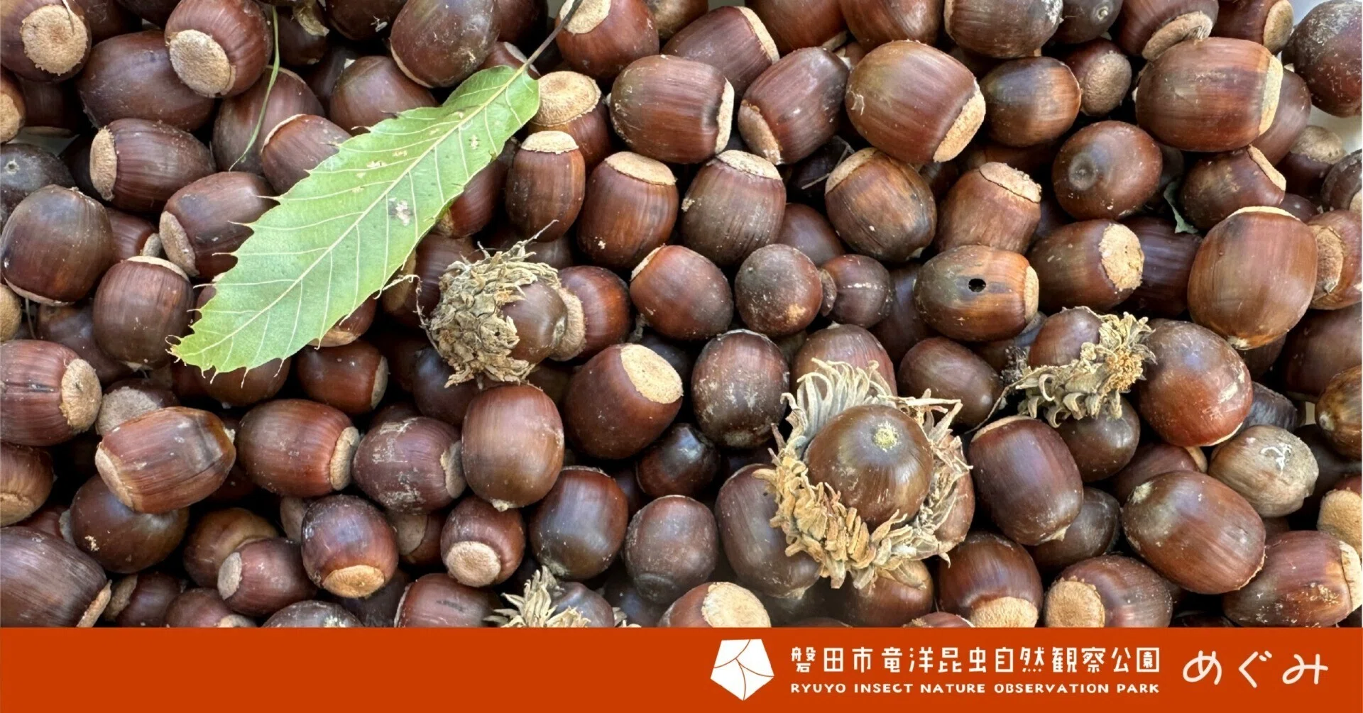 ドングリを見つけて調べて食べてみた｜竜洋昆虫自然観察公園