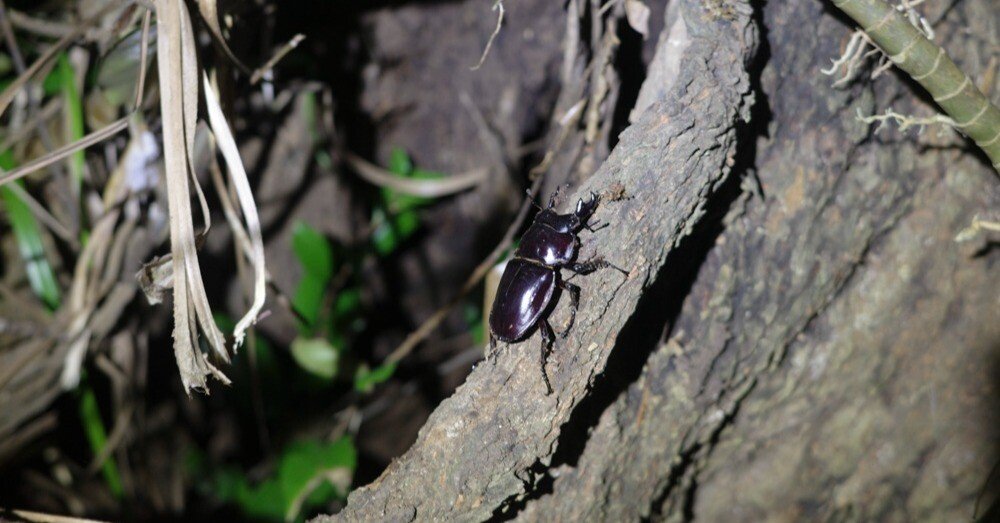 6fe0e0fc44b46ef0a9e54261696e21