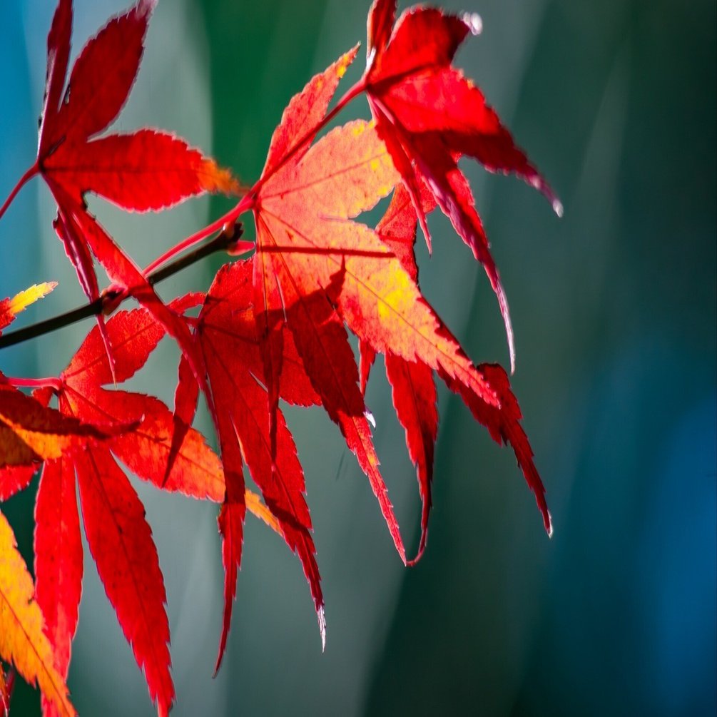 カエデ（楓）とモミジ（紅葉）｜鈴木咲子/ Sakiko Suzuki