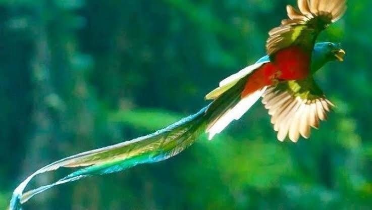 第644回 カラフルな野鳥 翆野 大地 Note