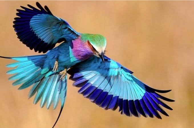 第644回 カラフルな野鳥 翆野 大地 Note