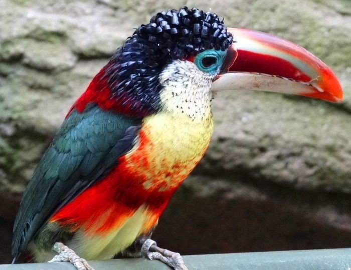 第644回 カラフルな野鳥 翆野 大地 Note