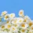 雫（しずく）