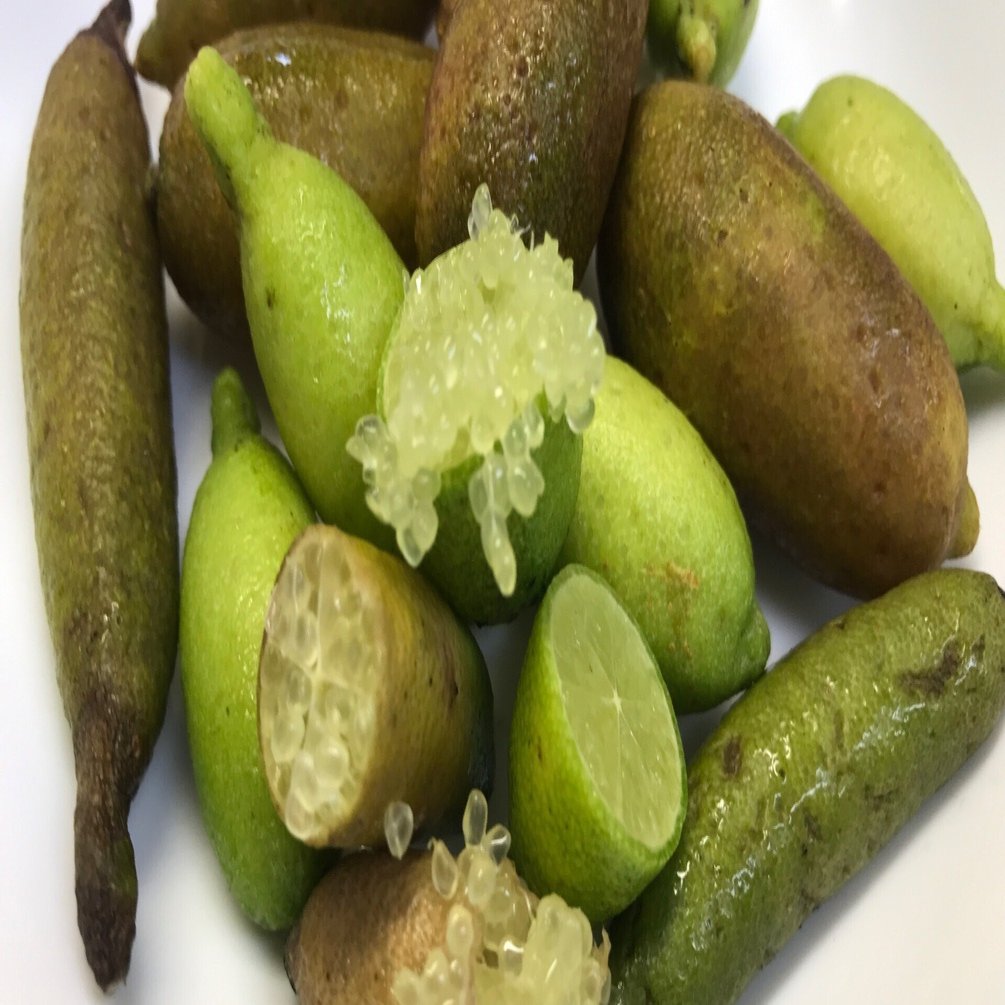 我が家の柑橘苗たち①フィンガーライム｜naughty