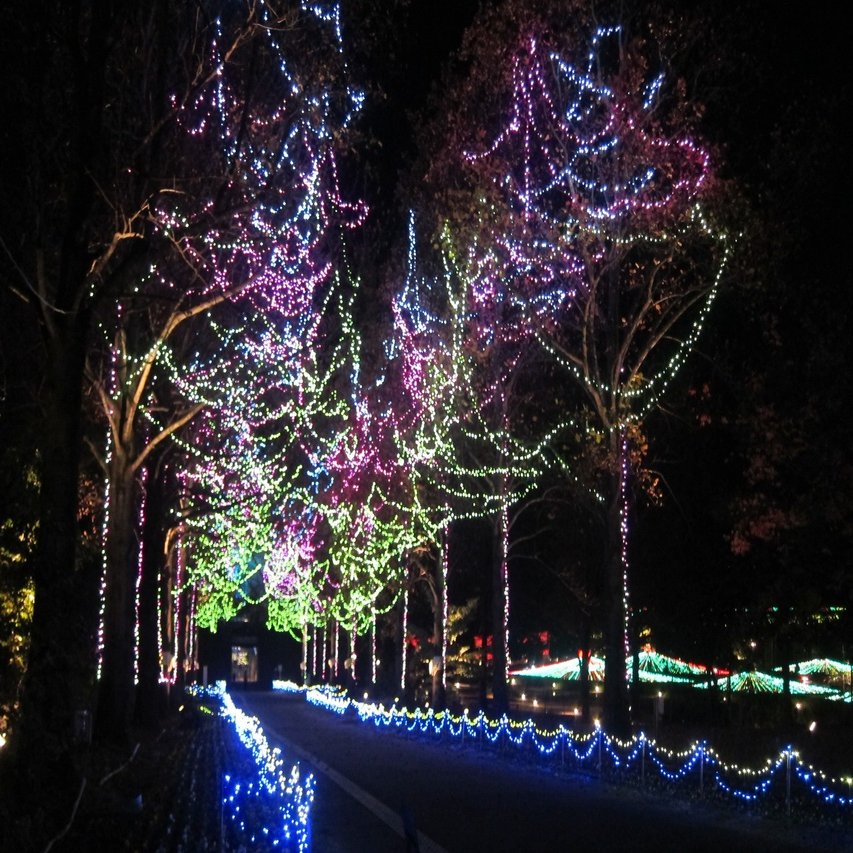 フラワーイルミネーションinとっとり花回廊 大山ゲストハウス寿庵 Note