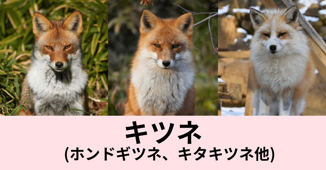 動物別】キツネ｜Foo🐾Zoo