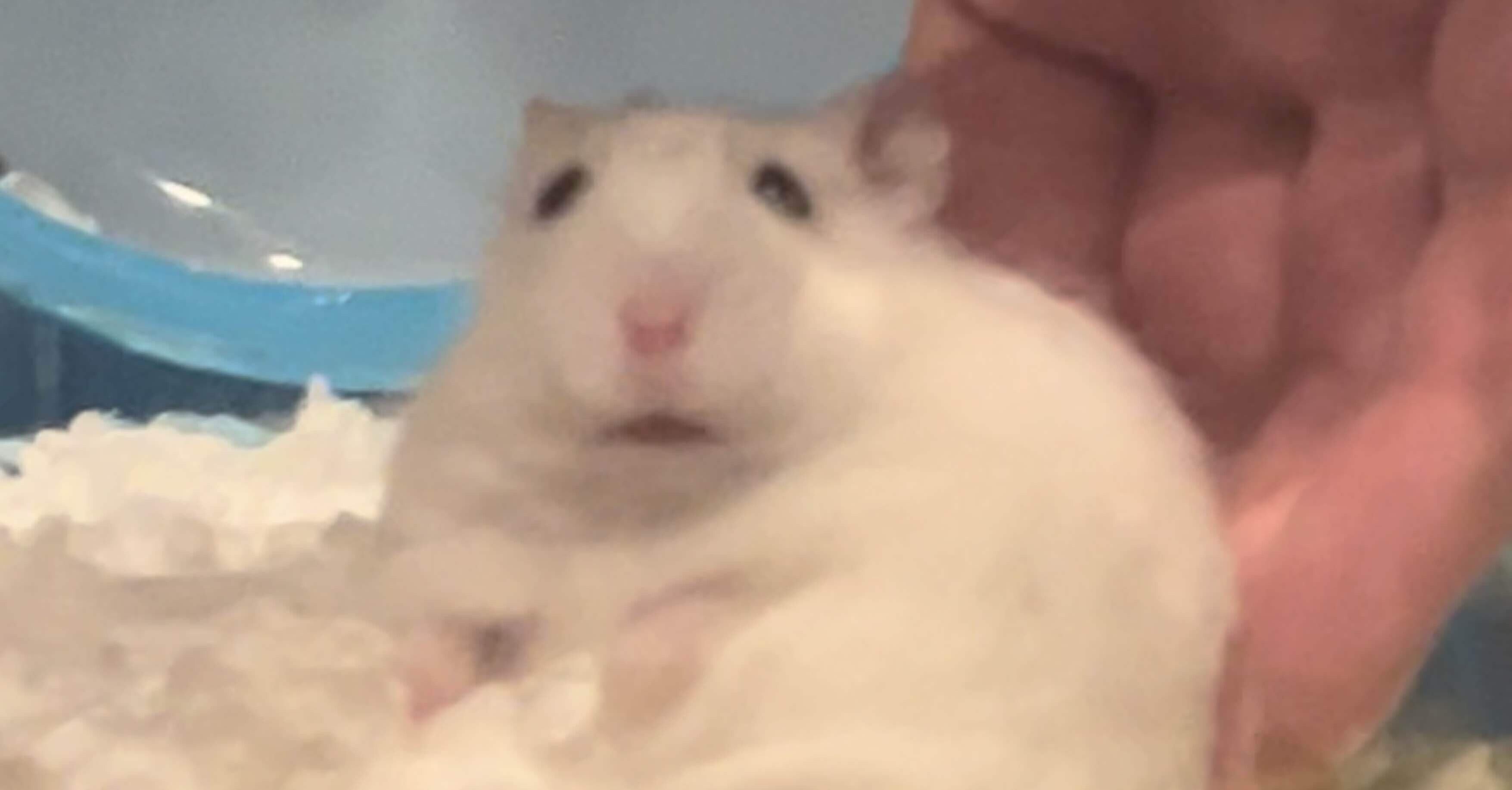 ハムスターのすゝめ｜部山