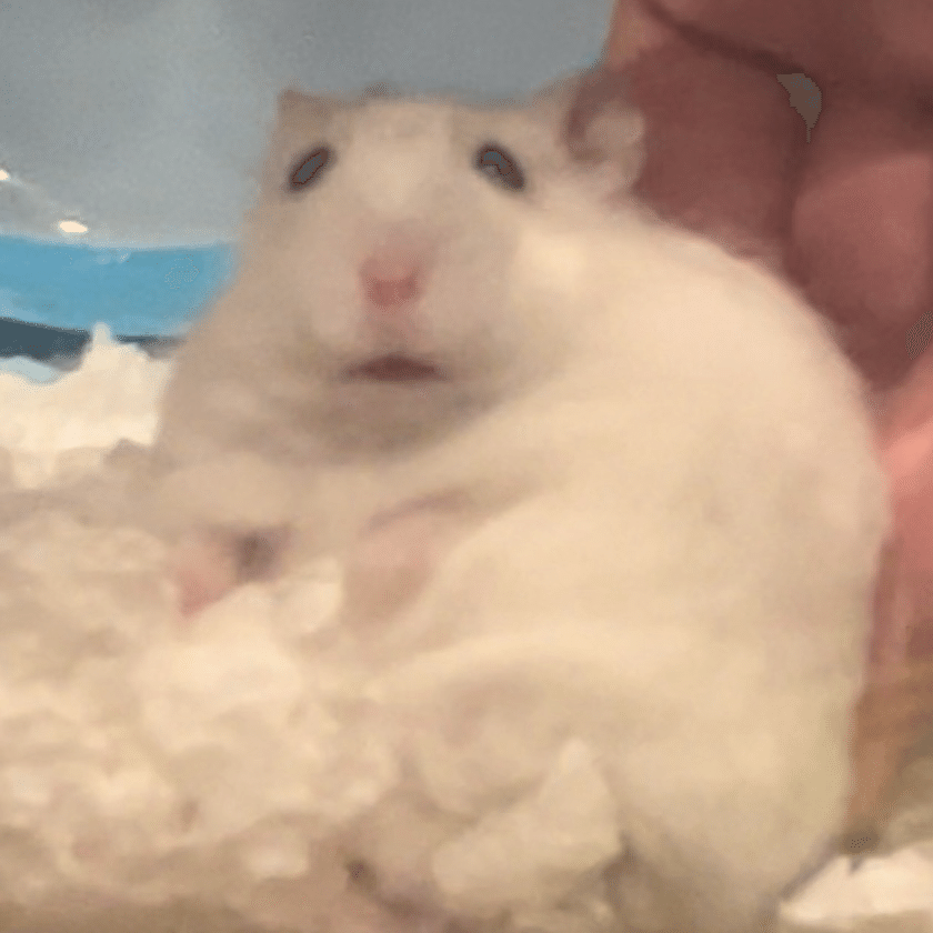 ハムスターのすゝめ｜部山