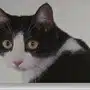 ねこちゃん