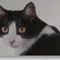 ねこちゃん
