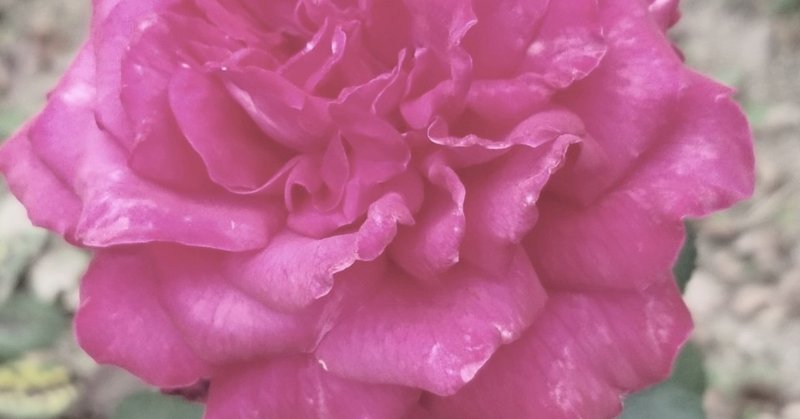 Scarborough Rose