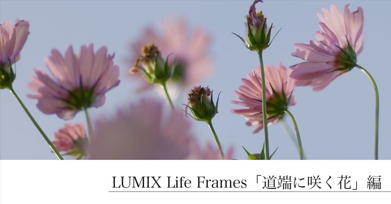LUMIX Life Frames 「道端に咲く花」編｜LUMIX Magazine