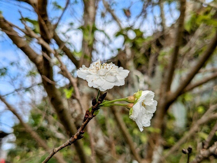 10月も終わりですね♪ 子福桜は まだまだ咲きますꕀ🌸⸒⸒