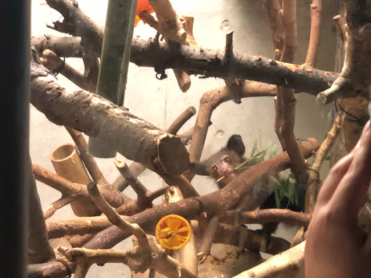 アイアイが絶滅しそうなわけ 村木藤志郎 Note アイアイが絶滅しそうなわけ 村木藤志郎 Note