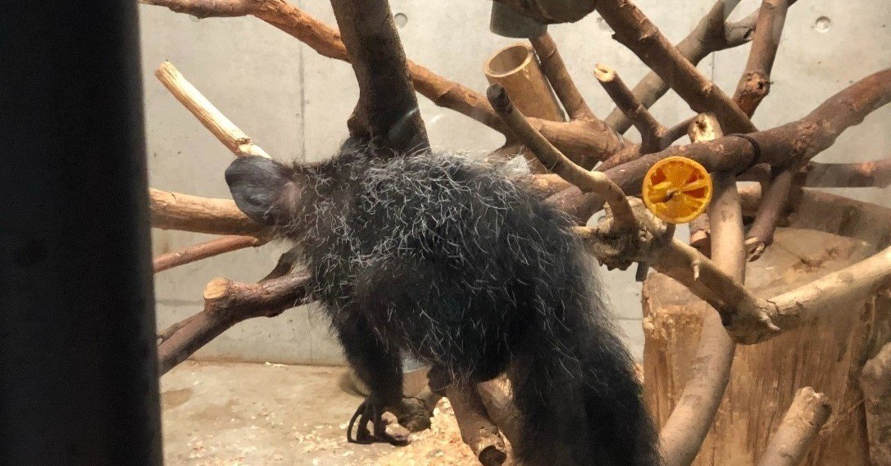 アイアイが絶滅しそうなわけ 村木藤志郎 Note アイアイが絶滅しそうなわけ 村木藤志郎 Note