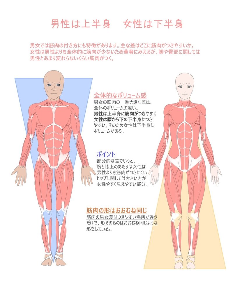 男女の筋肉の違い