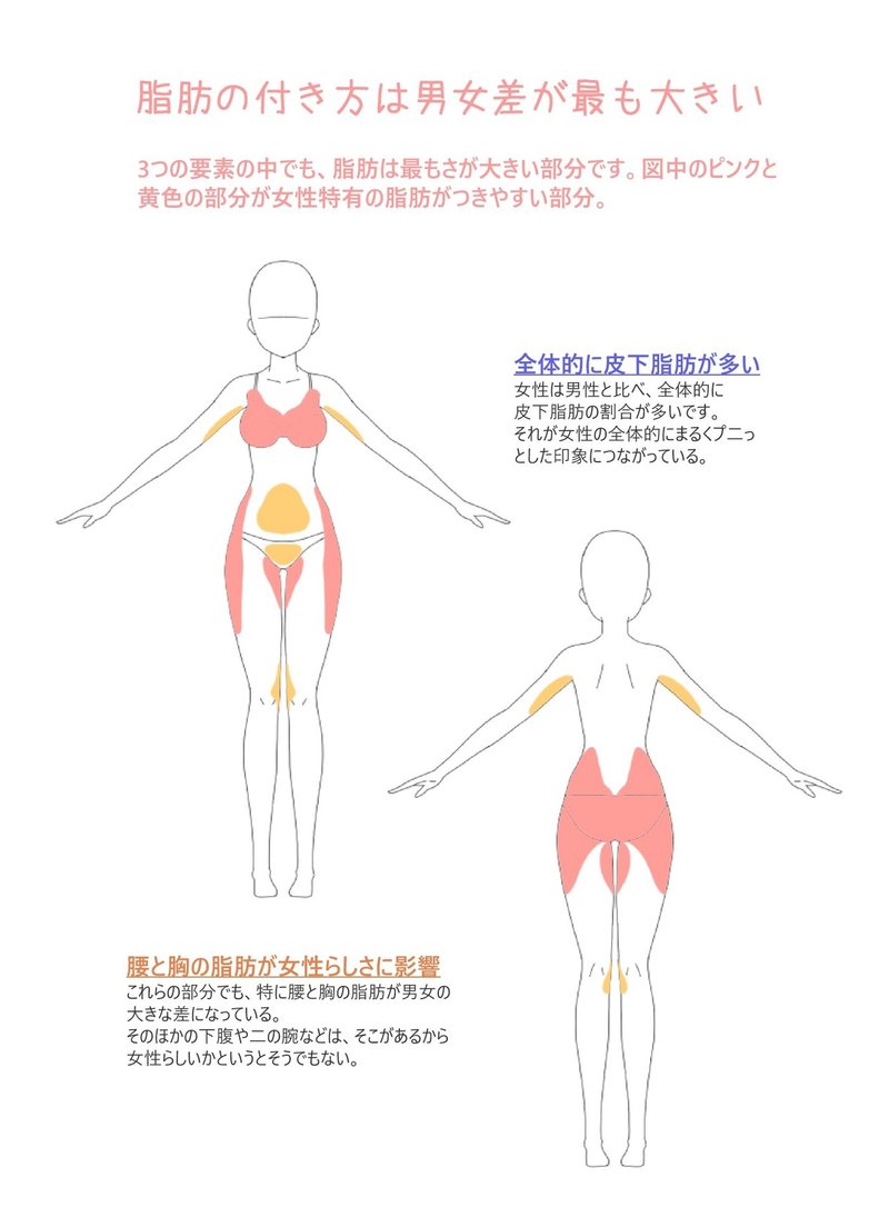 男女の脂肪の違い