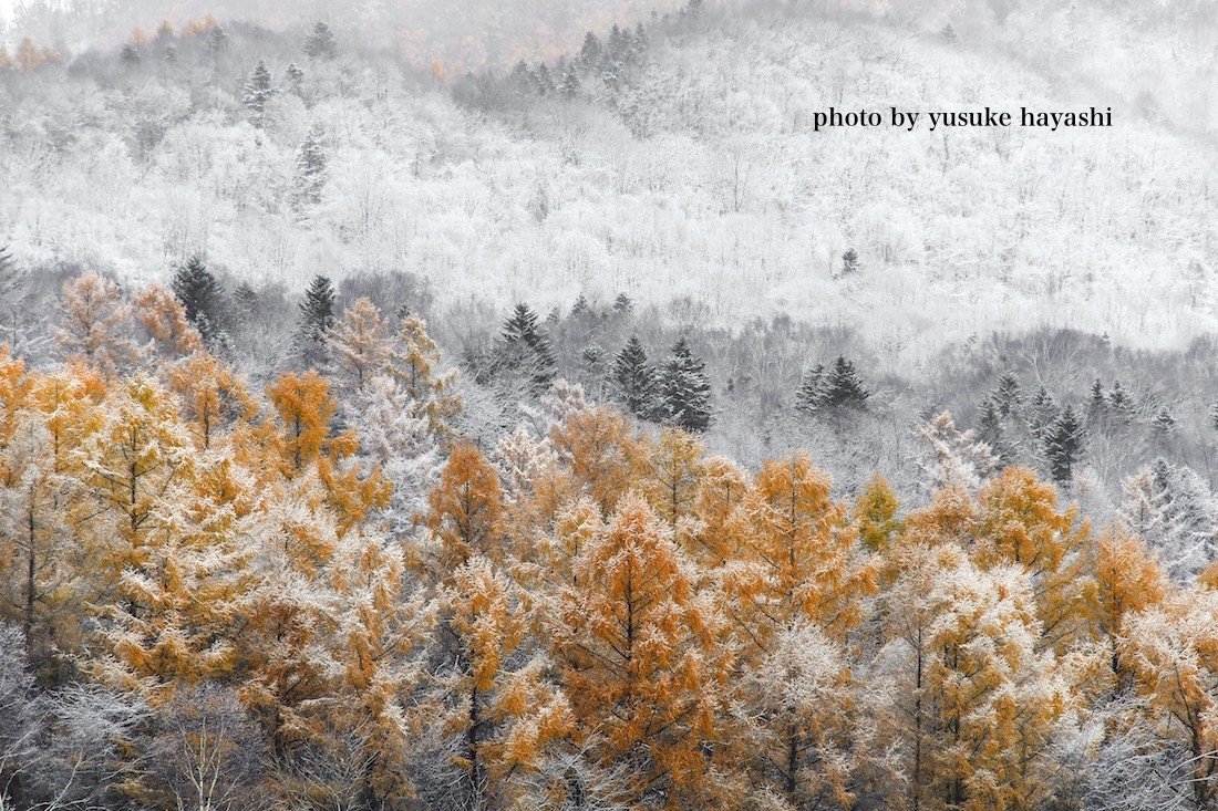 秋から冬へと｜写真家 林祐介