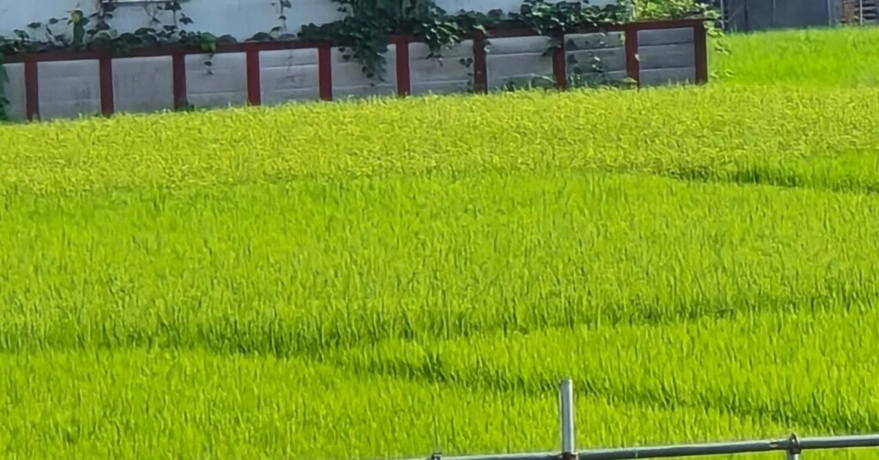 隣の芝生が青く見えるというか、自分の芝生が人工芝｜ひ