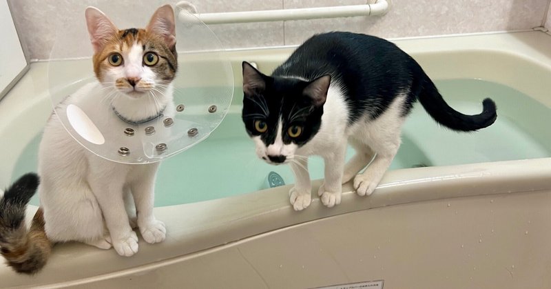 温泉♡三毛猫ちゃん