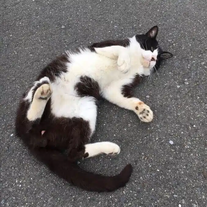 ゾーイ